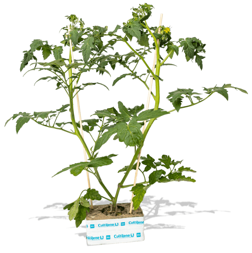 Tomato — Oy Sigg-Plant Ab